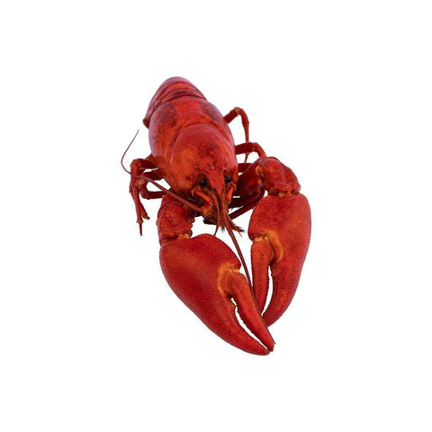 Percys Kräftor 1 kg - Percys Kött